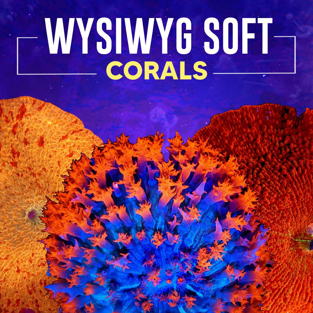 WYSIWYG Soft Coral