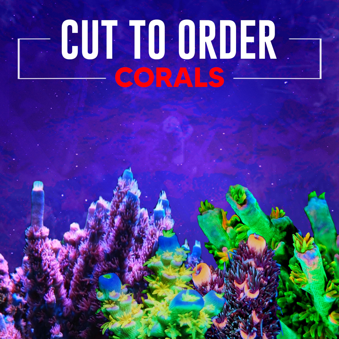 Cut To Order Corals Reef Pro