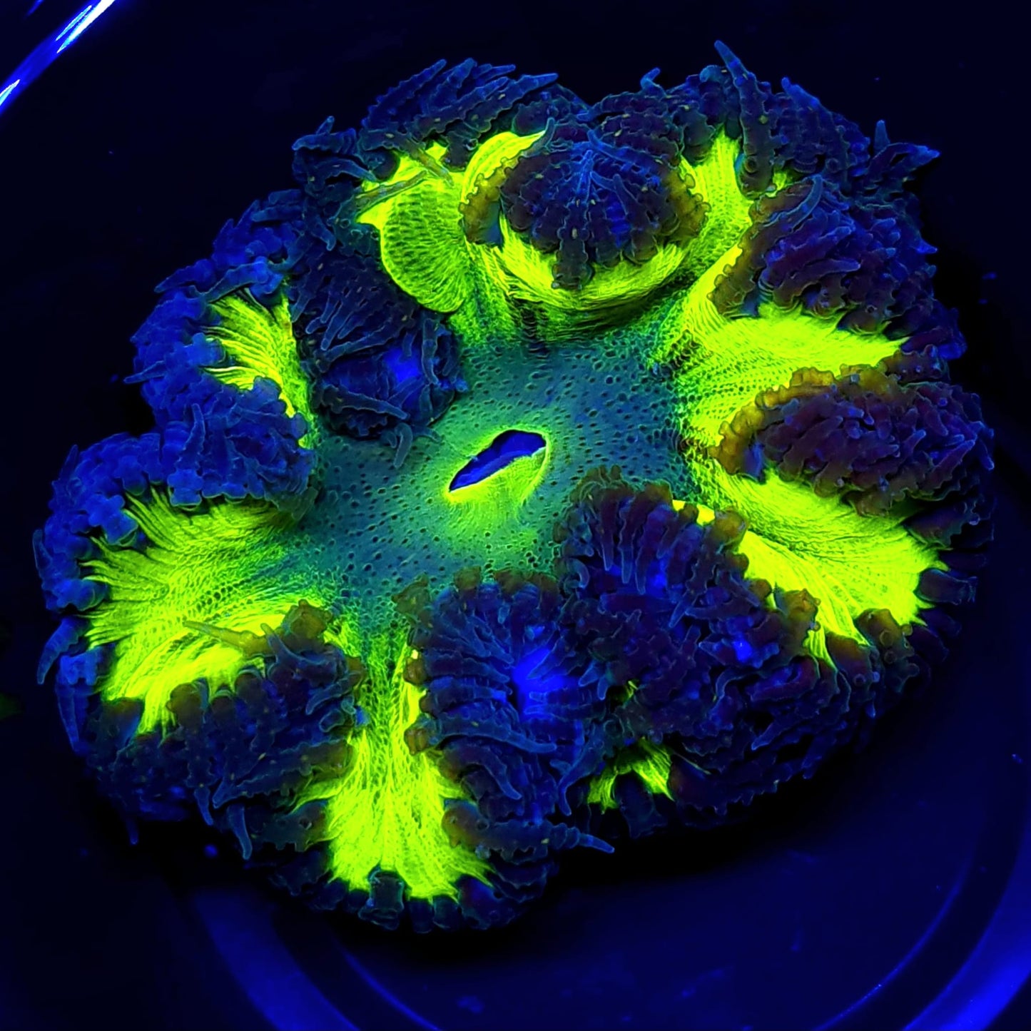 Ultra Rock Flower Anemone WYSIWYG