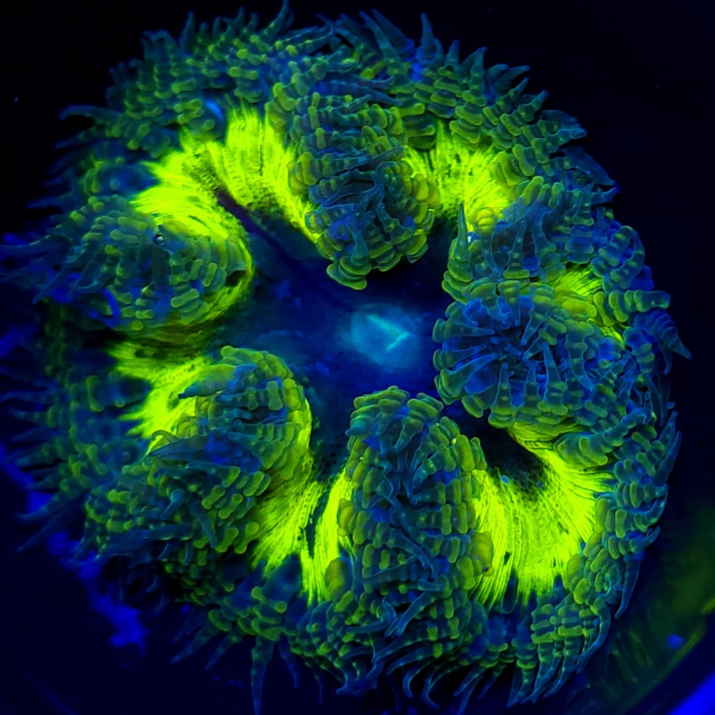 Ultra Rock Flower Anemone WYSIWYG