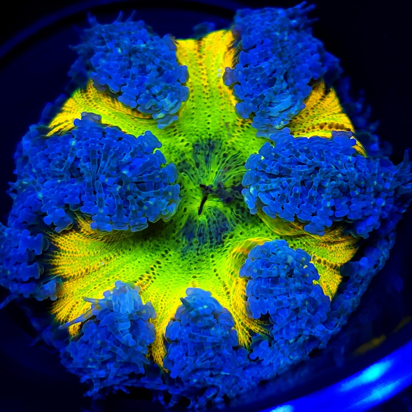 Ultra Rock Flower Anemone WYSIWYG