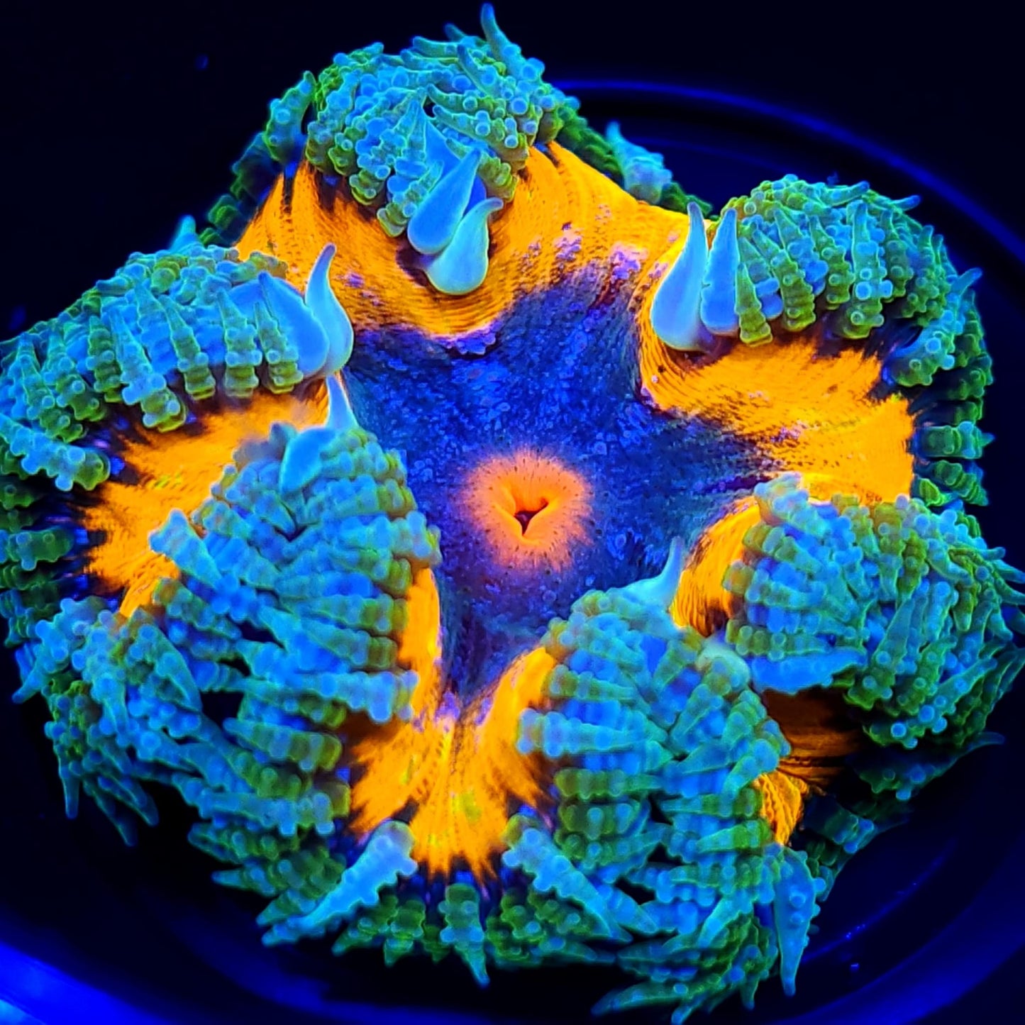 Ultra Rock Flower Anemone WYSIWYG