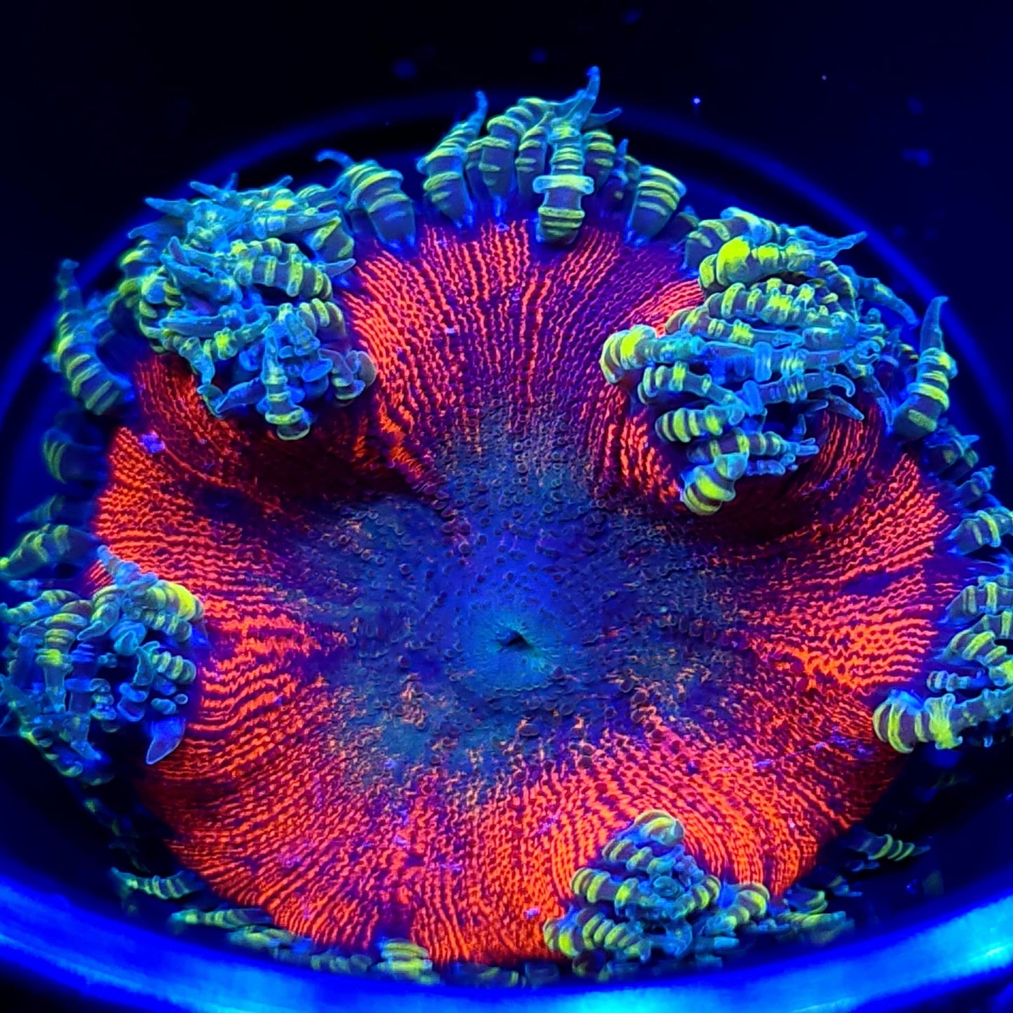 Ultra Rock Flower Anemone WYSIWYG