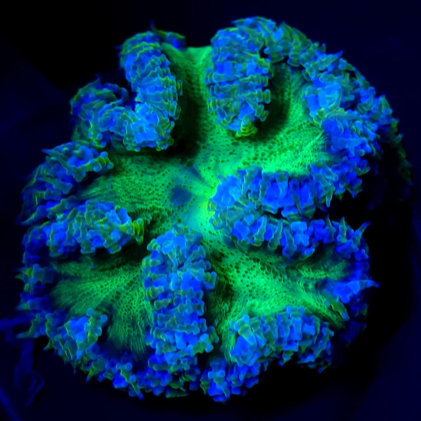 Ultra Rock Flower Anemone WYSIWYG