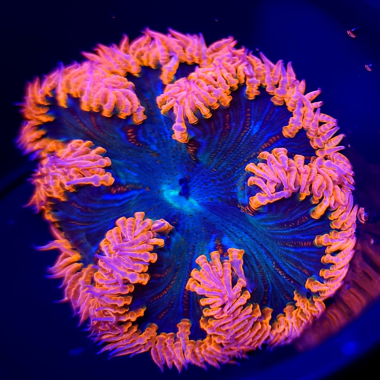 Ultra Rock Flower Anemone WYSIWYG