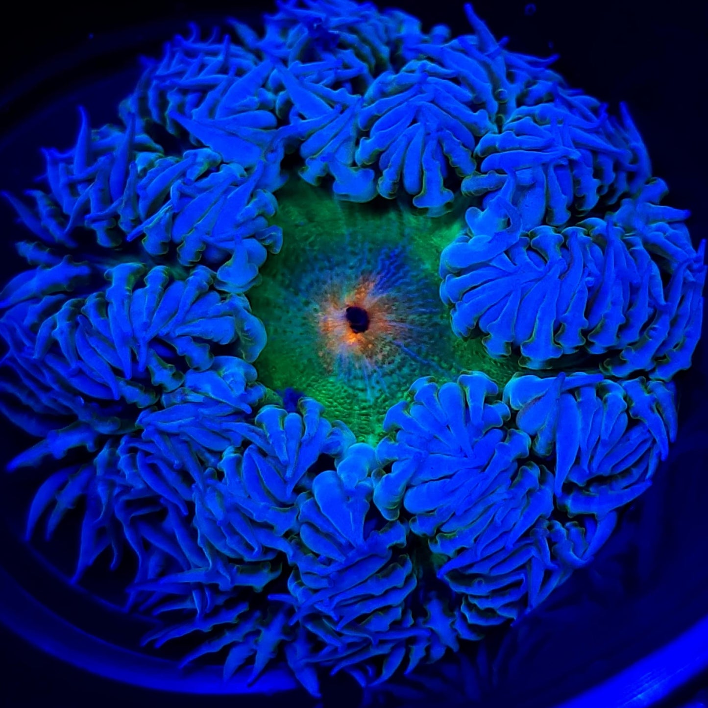 Ultra Rock Flower Anemone WYSIWYG