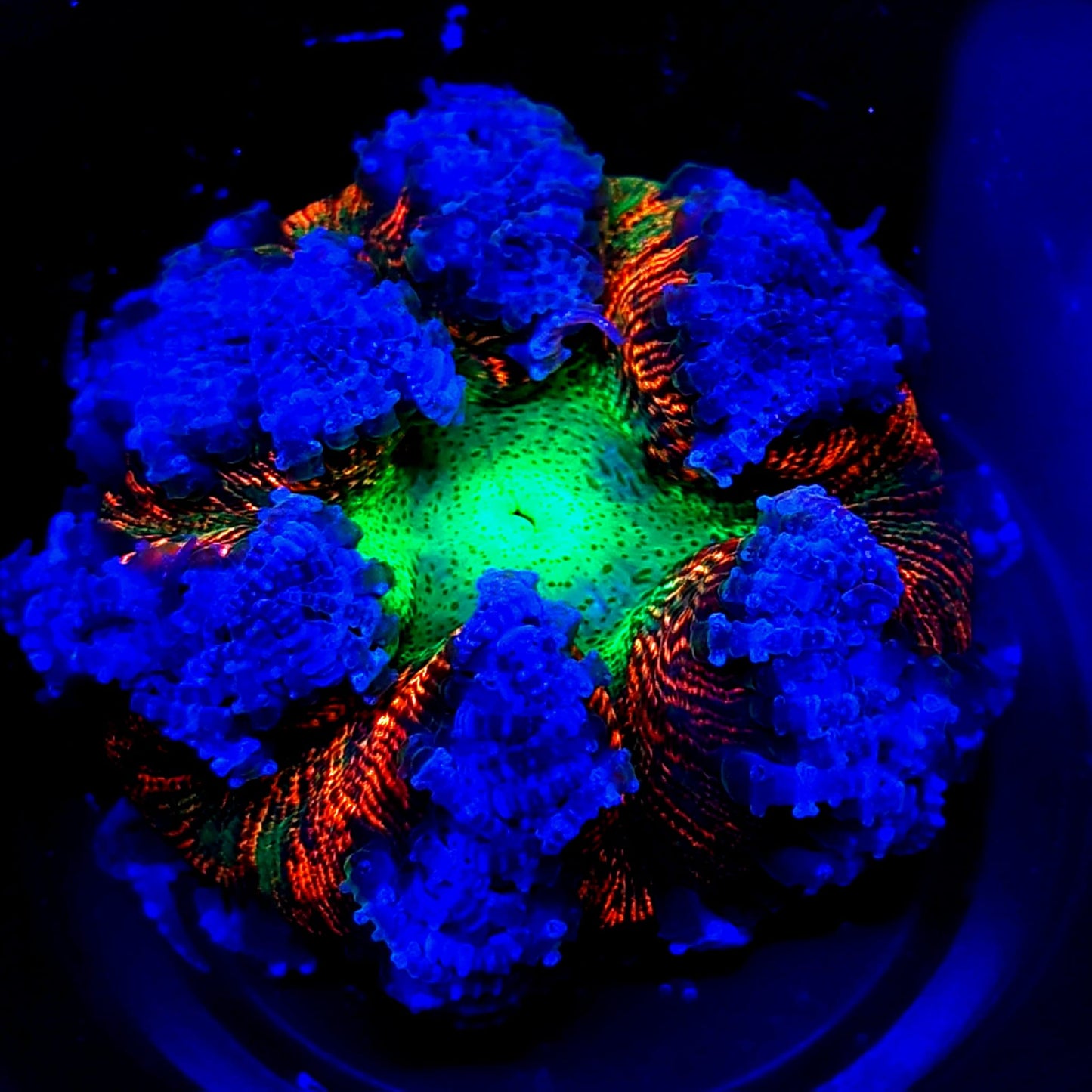 Ultra Rock Flower Anemone WYSIWYG