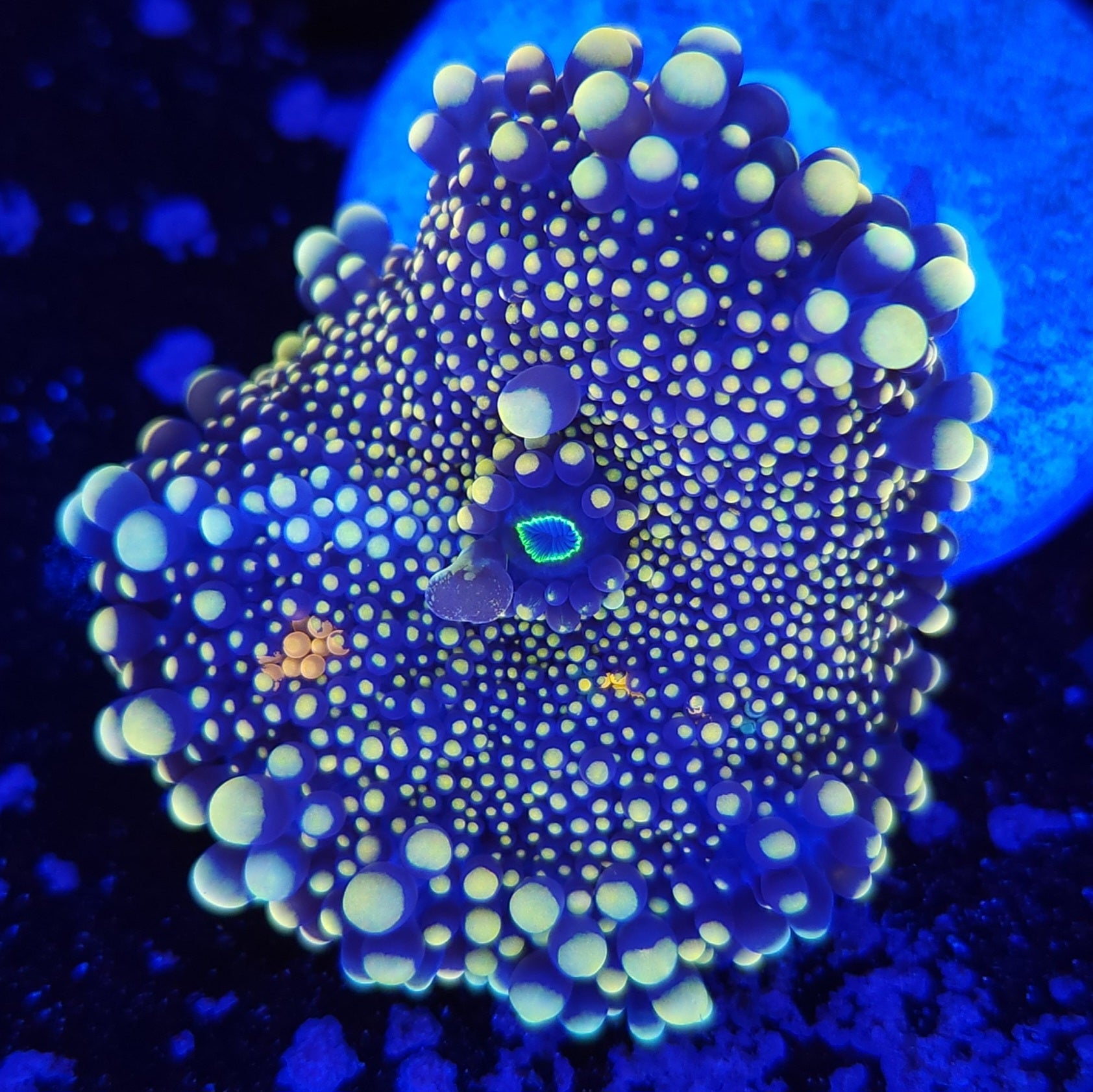 Ultra Rainbow Yuma Mushroom – Reef Pro
