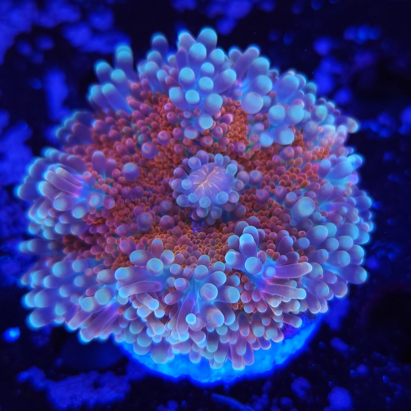 Ultra Rainbow Yuma Mushroom