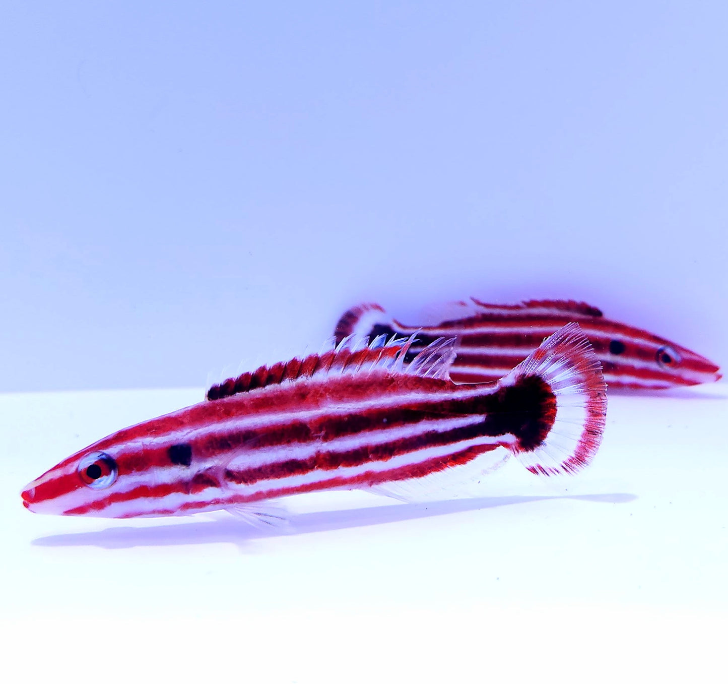 Peppermint Candy Cane Hogfish