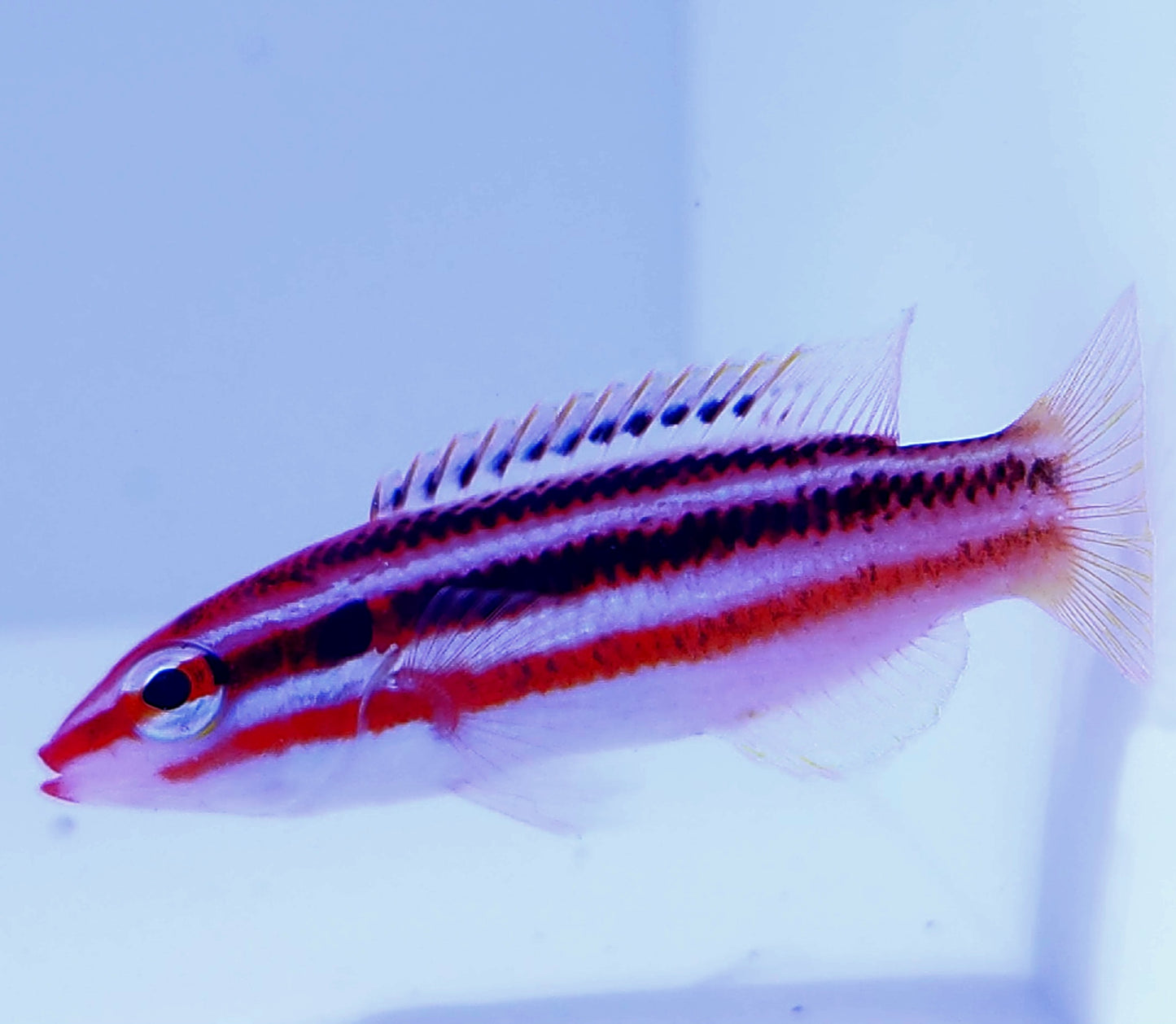 Izu Hogfish