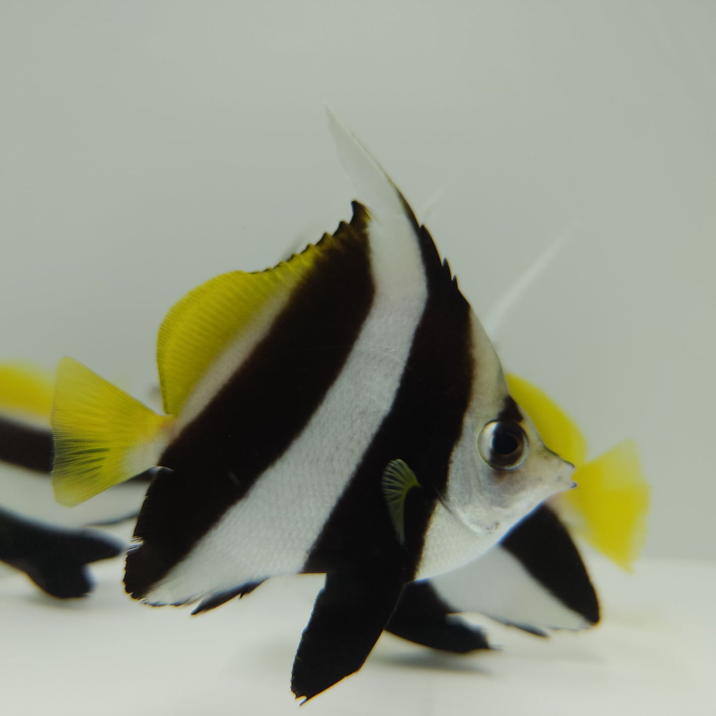 Heniochus Butterflyfish