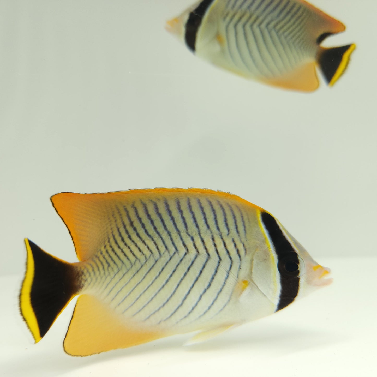 Chevron butterflyfish