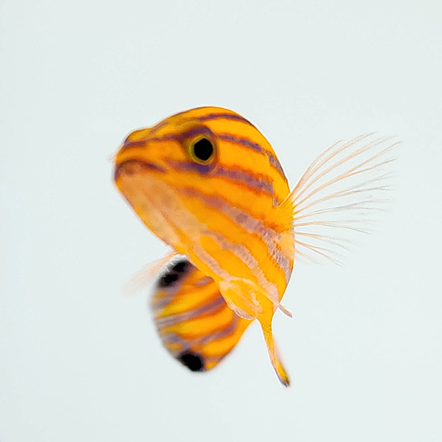 Candy Basslet Mated Pair