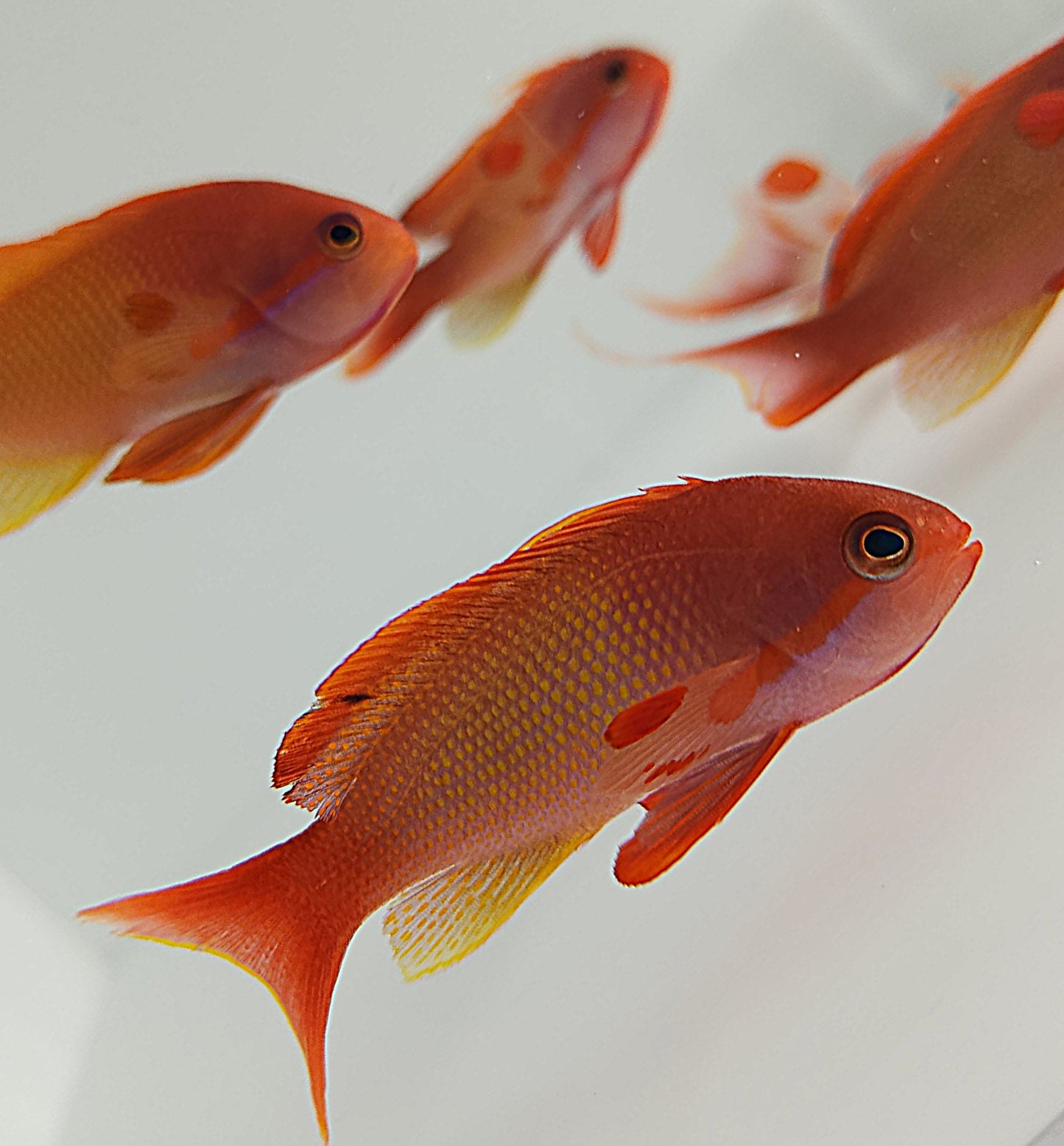 Lyretail Anthias Male