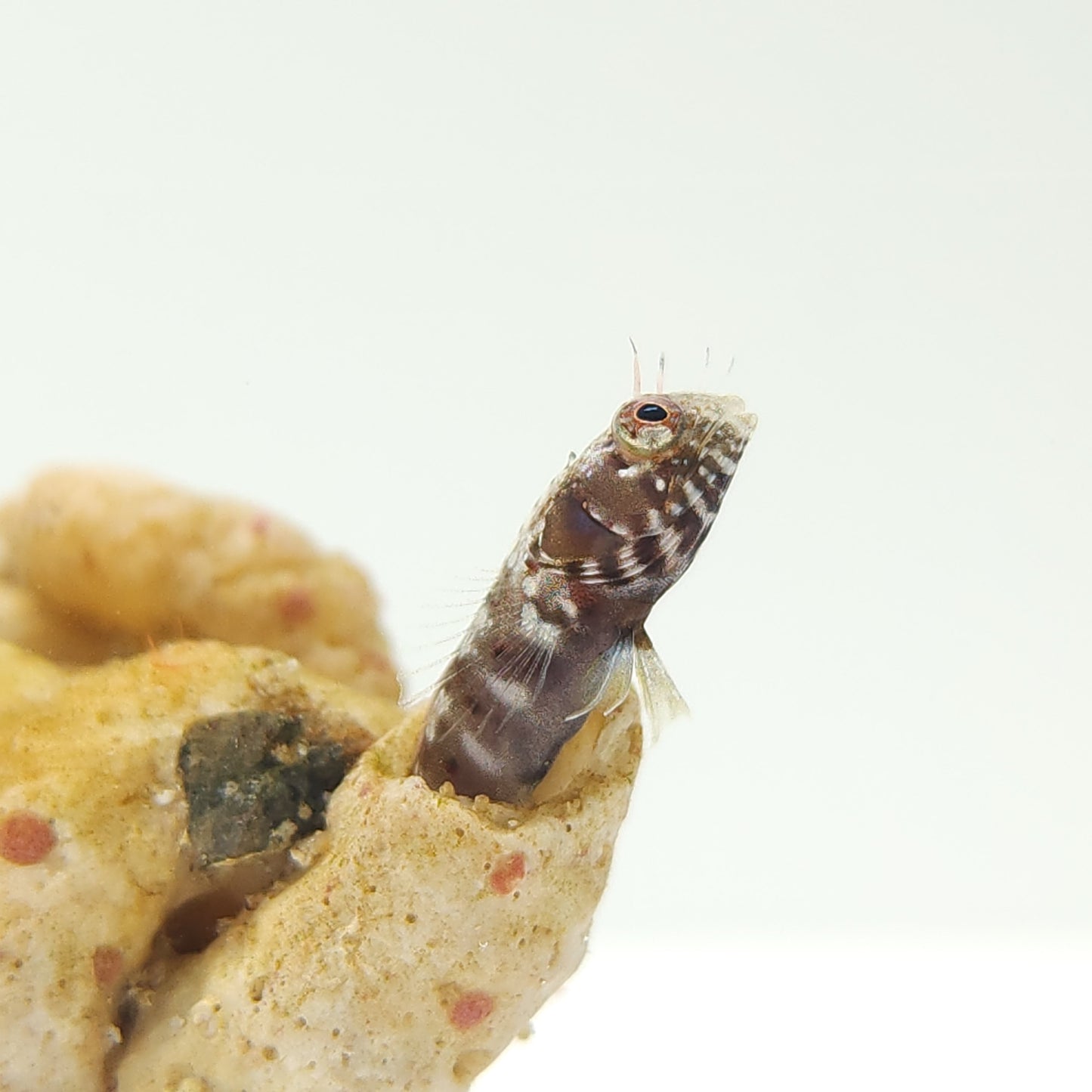 Gulf Signal Blenny WYSIWYG