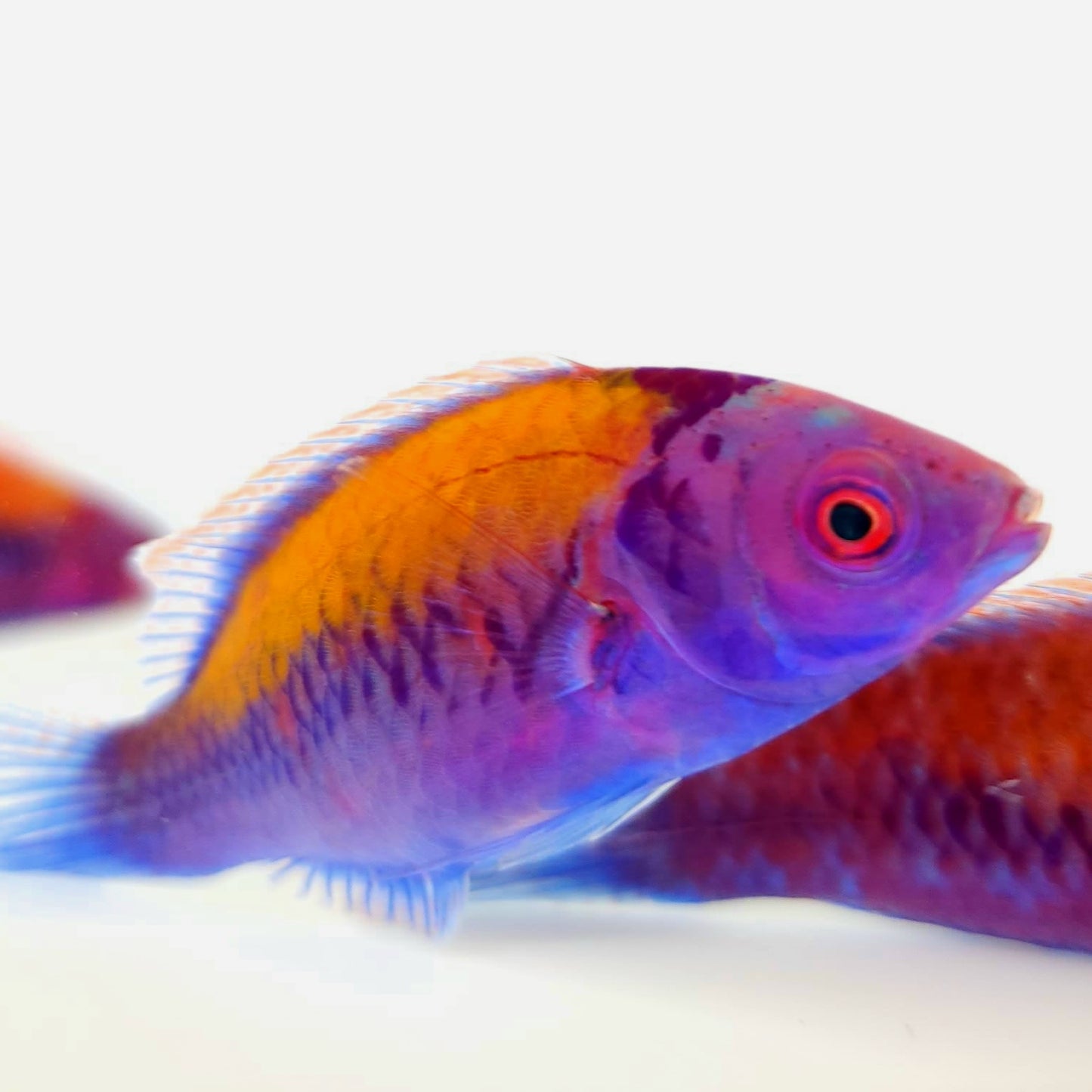 Orange Back Wrasse
