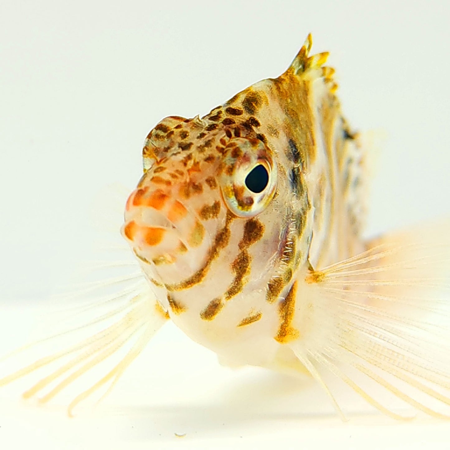 Pixy Spotted Hawkfish