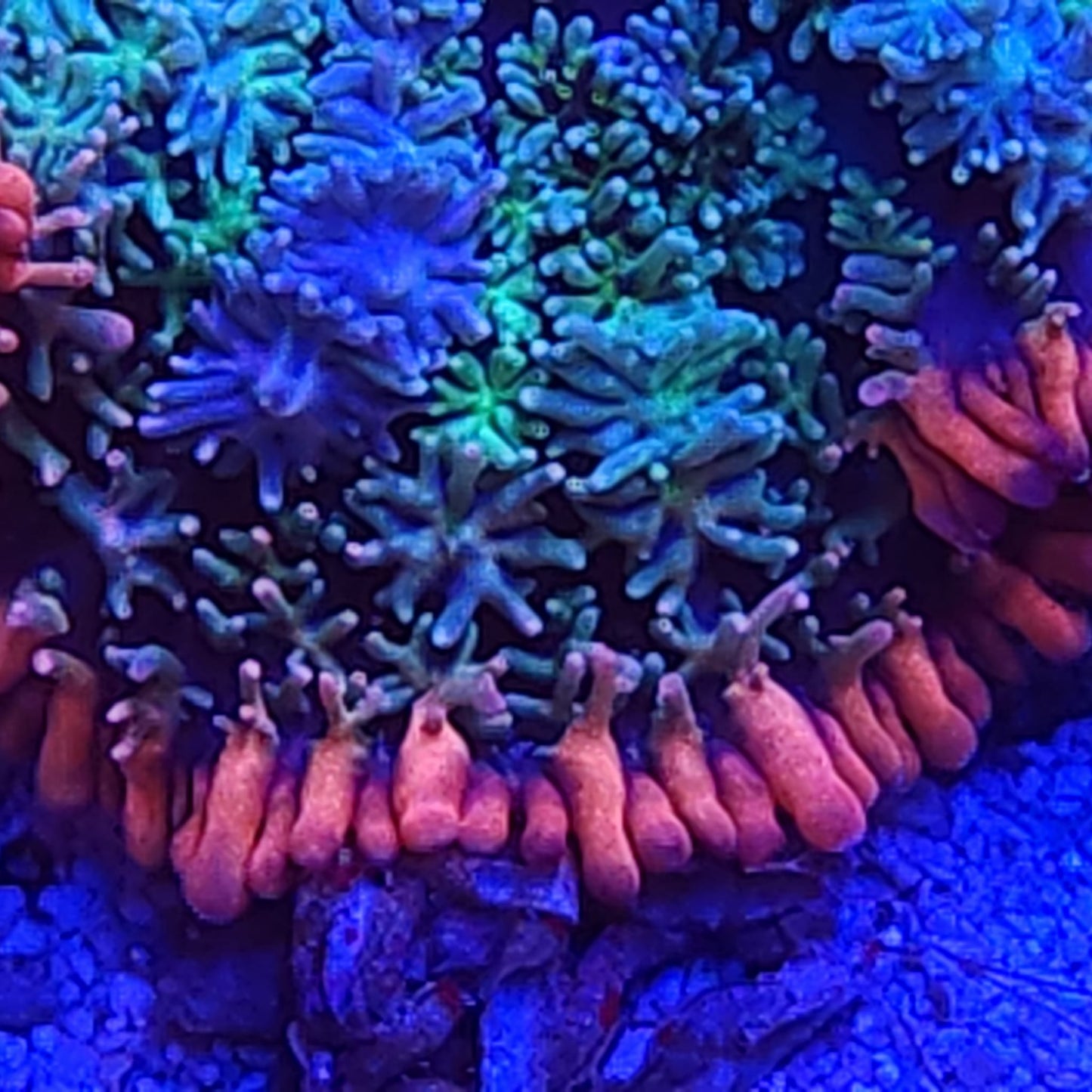 Cornbred's Frankie's Bride Bounce Mushroom