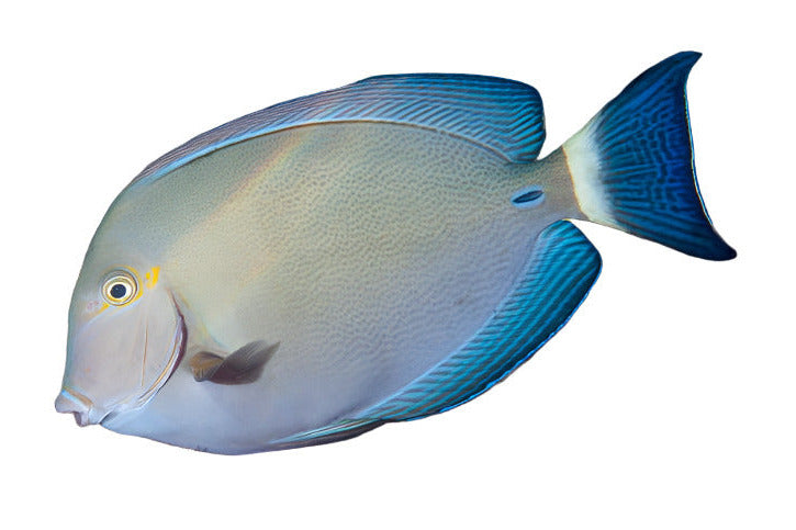 Ring Tail Surgeonfish