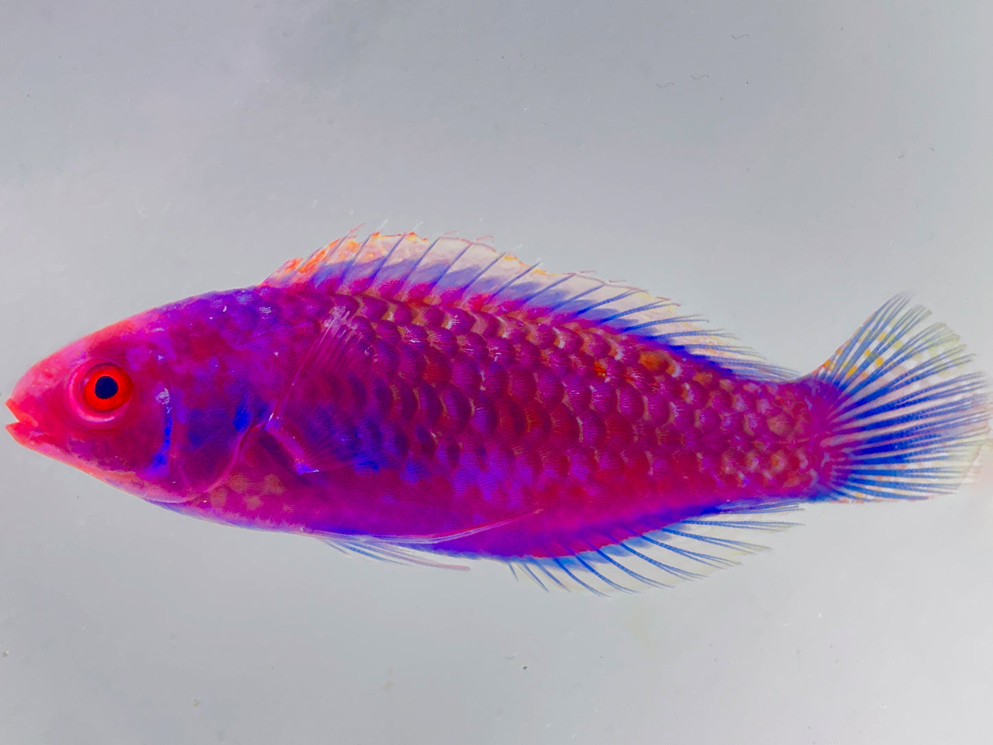 Blue Side Fairy Wrasse