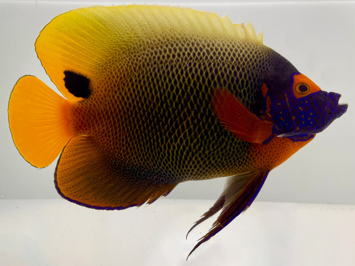 Sumatra Blueface Angelfish Adult SHOW