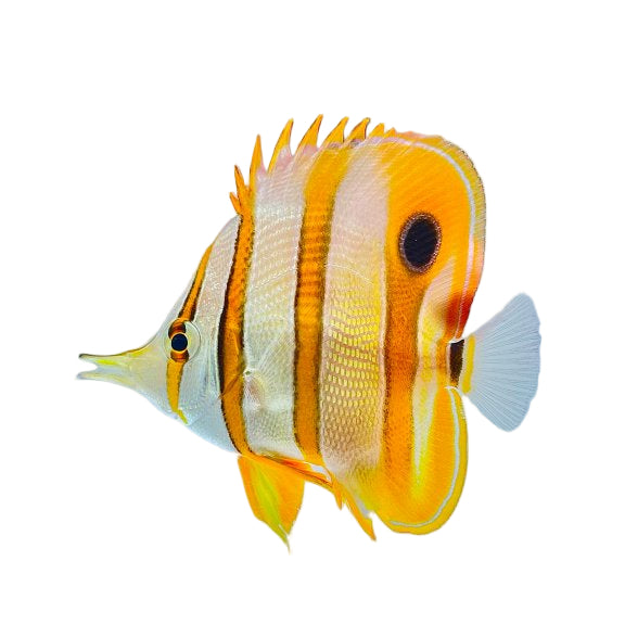 Copperband Butterflyfish