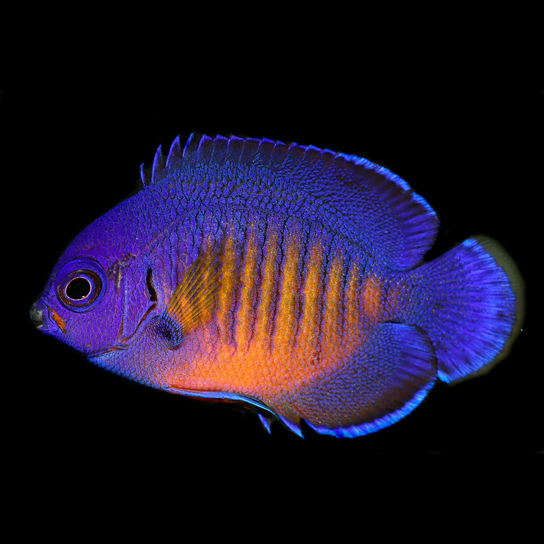 Captive Bred Coral Beauty Angelfish