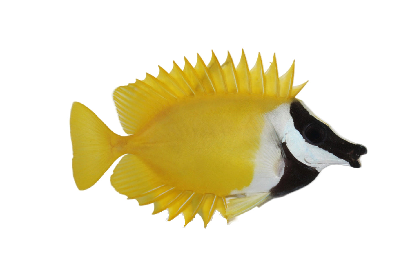 Foxface Rabbitfish