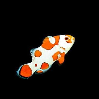 Orange Storm Clownfish, Captive-Bred