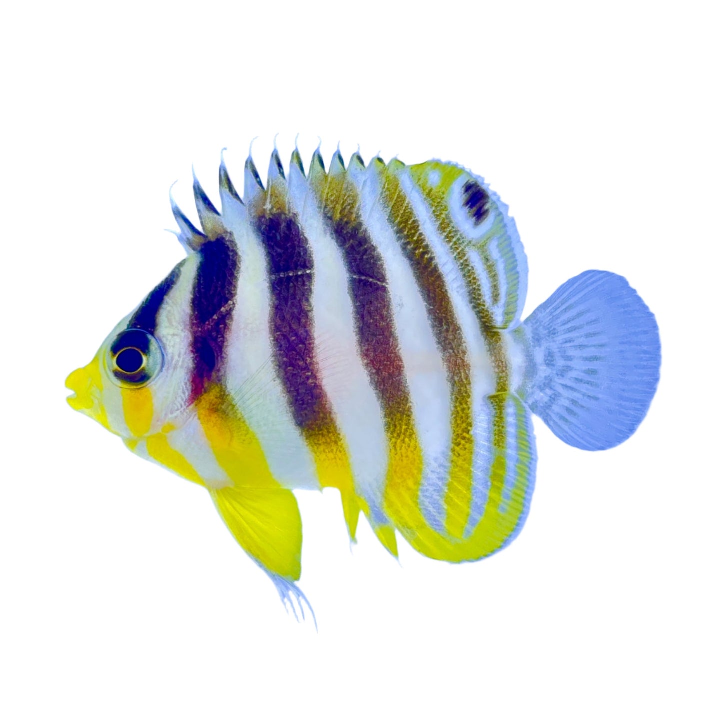 Captive Bred Multibar Angelfish (BA)