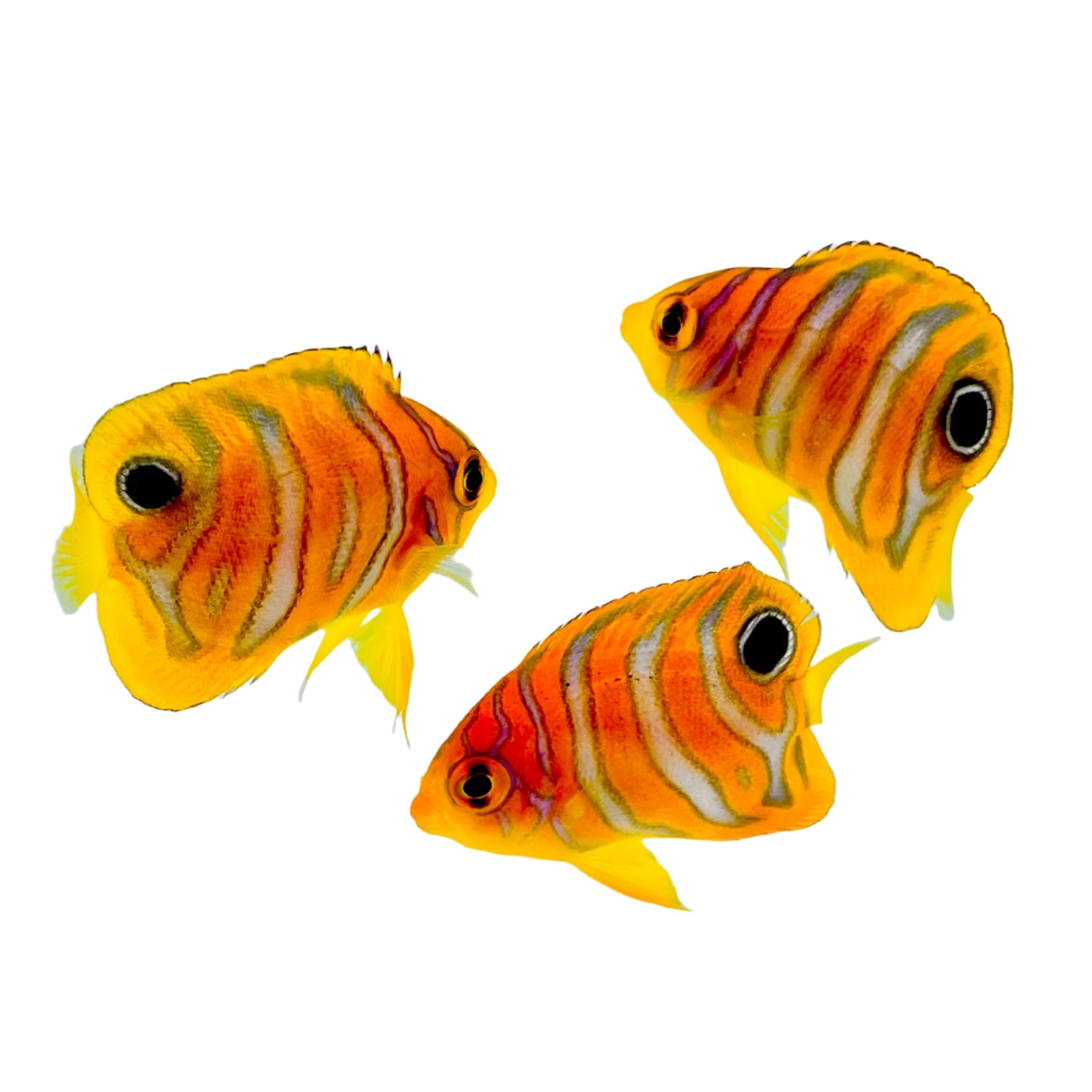 洋楽 Angelfish Orange Regal Angelfish - Adult - Maldives