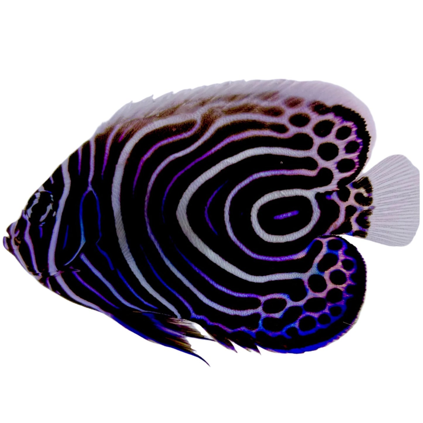 Captive Bred Emperor Angelfish Juvenile BA