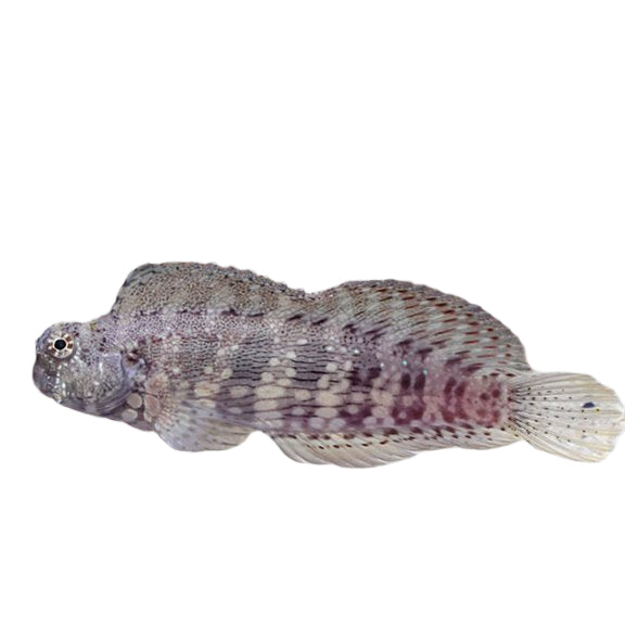 Lawnmower Blenny