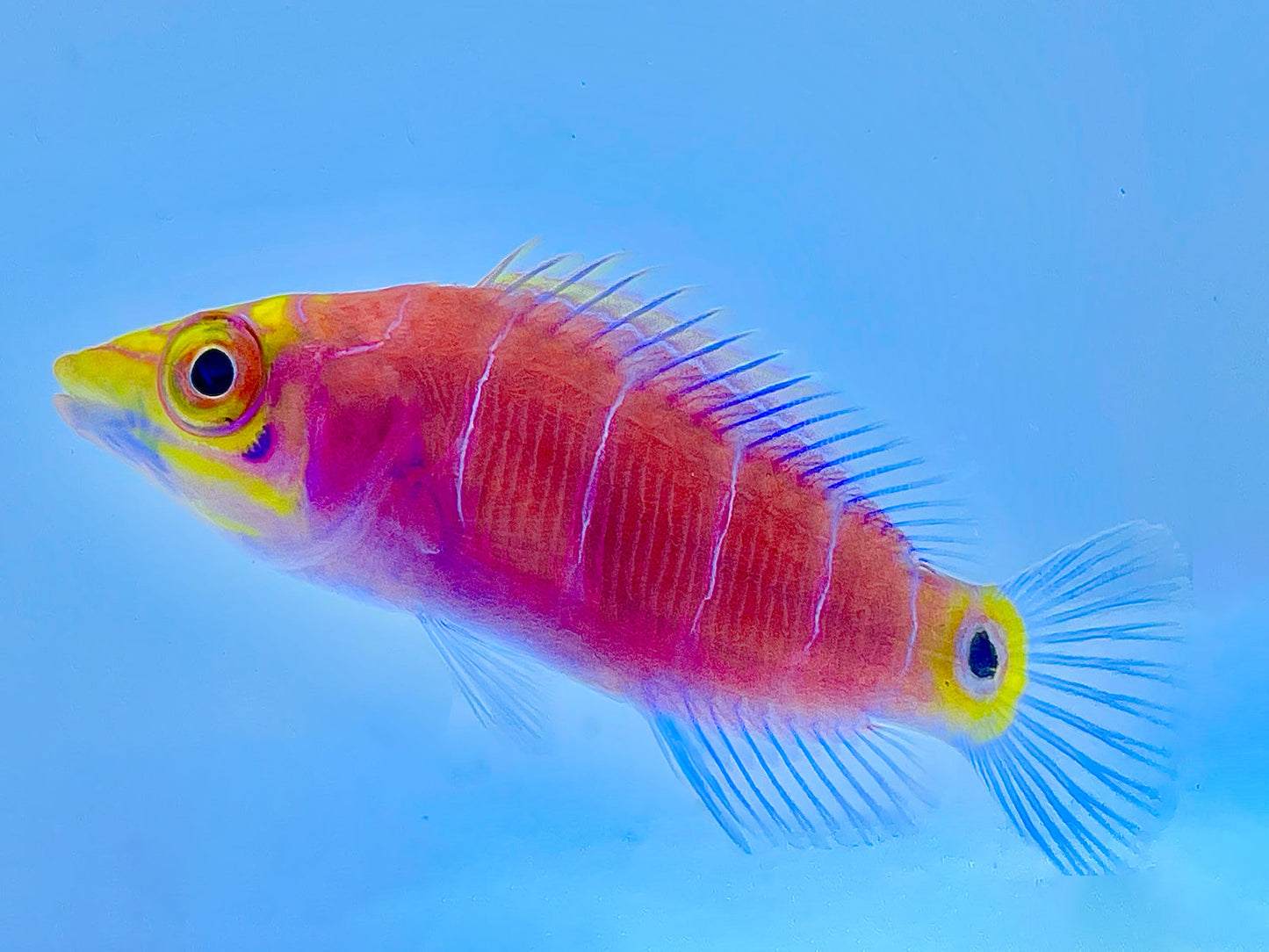 Mystery Wrasse Bonded Pair