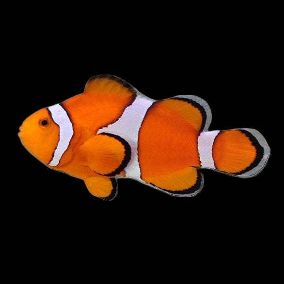 Wild Ocellaris Clownfish