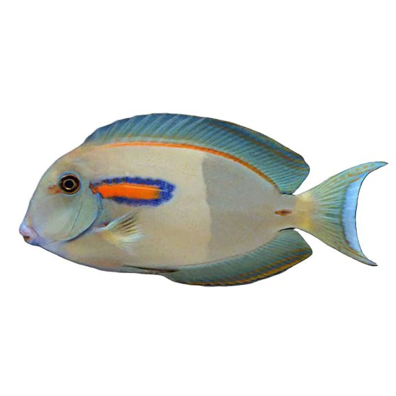 Orange Shoulder Tang