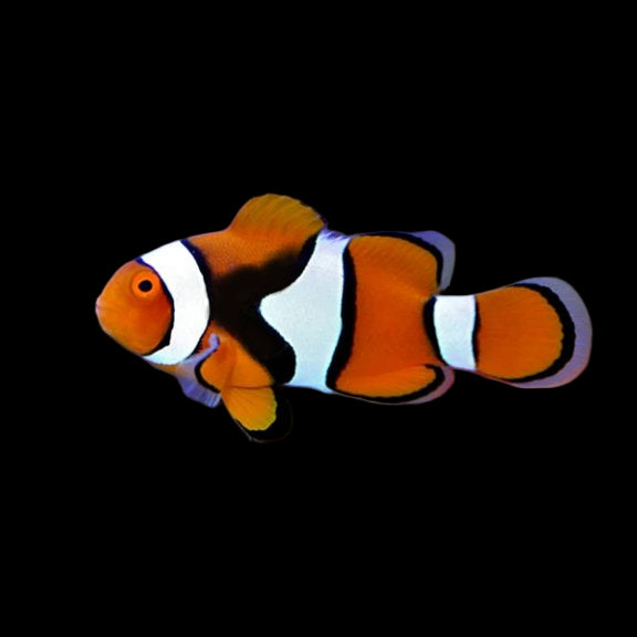 Wild True Percula Clown - Half Black