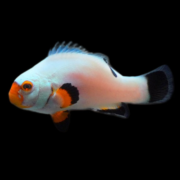 Platinum Ocellaris Clownfish, Captive-Bred