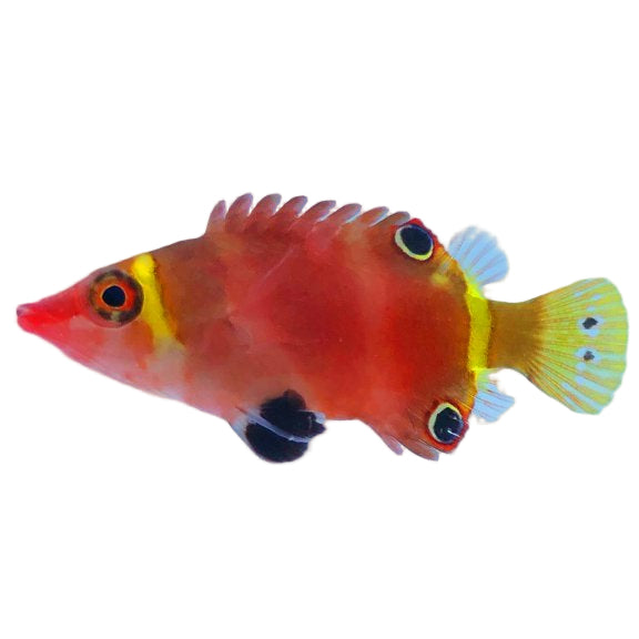 Yellow Banded Possum Wrasse