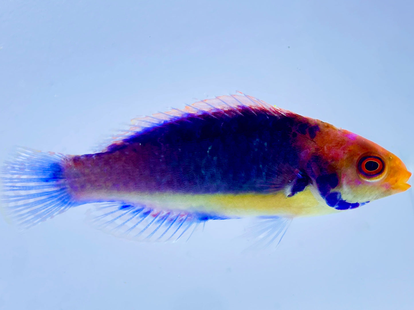 Solorensis Fairy Wrasse