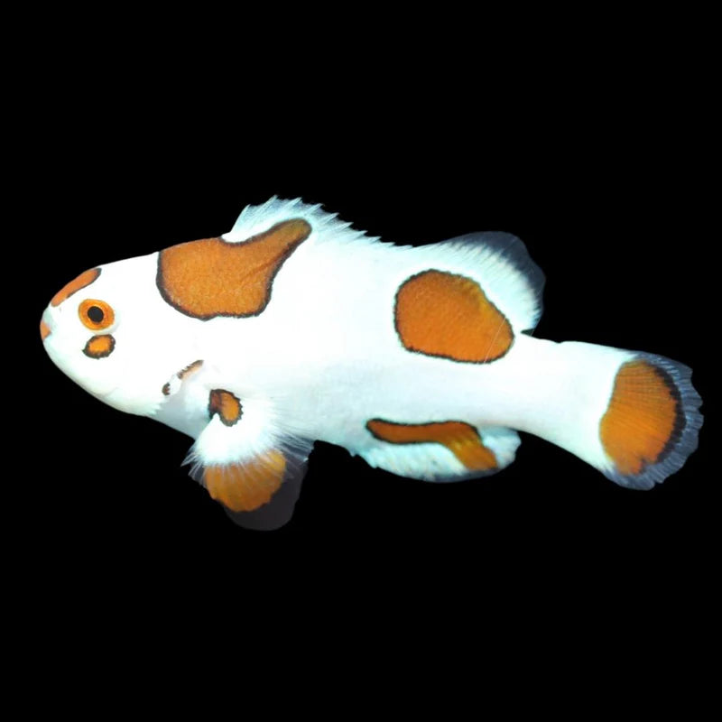 Mocha Storm Clownfish, Captive-Bred
