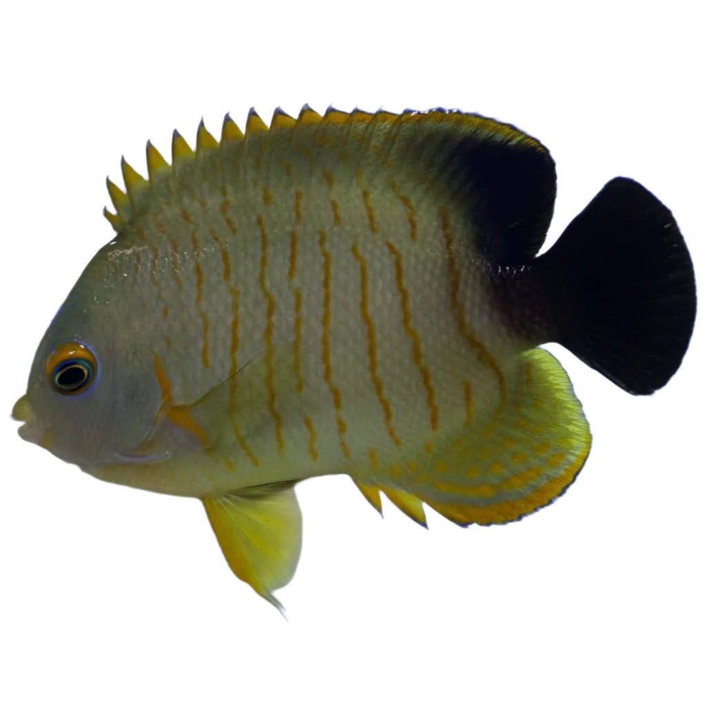 Eibli Angelfish