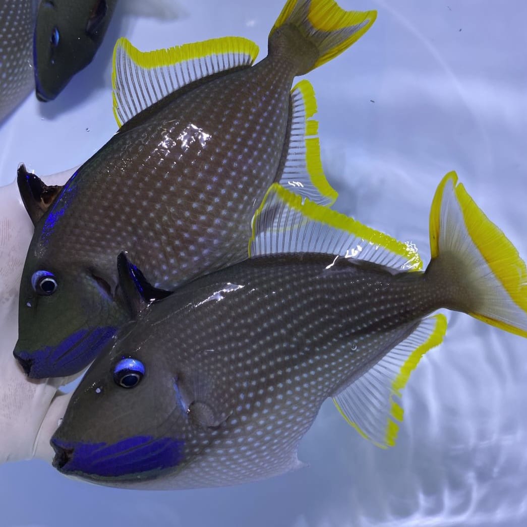 Blue Throat Triggerfish