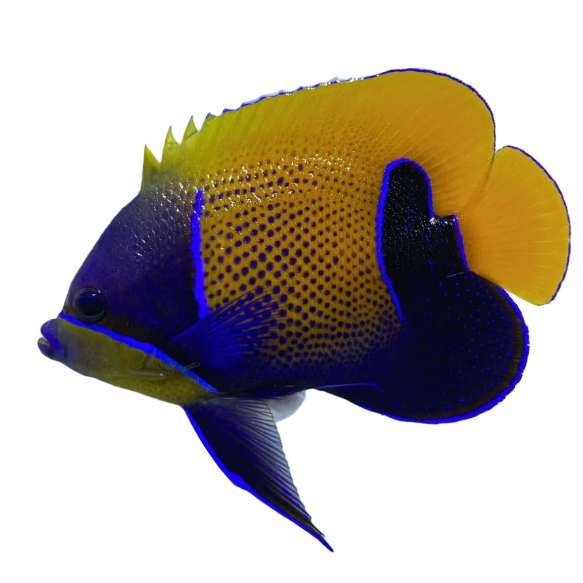 Majestic Angelfish