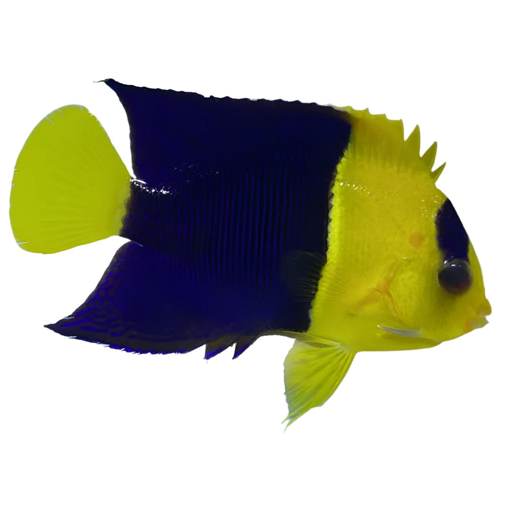 Bicolor Angelfish