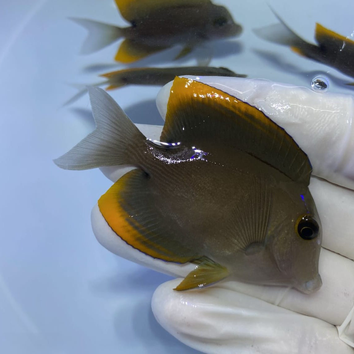 Bristletooth Tomini Tang