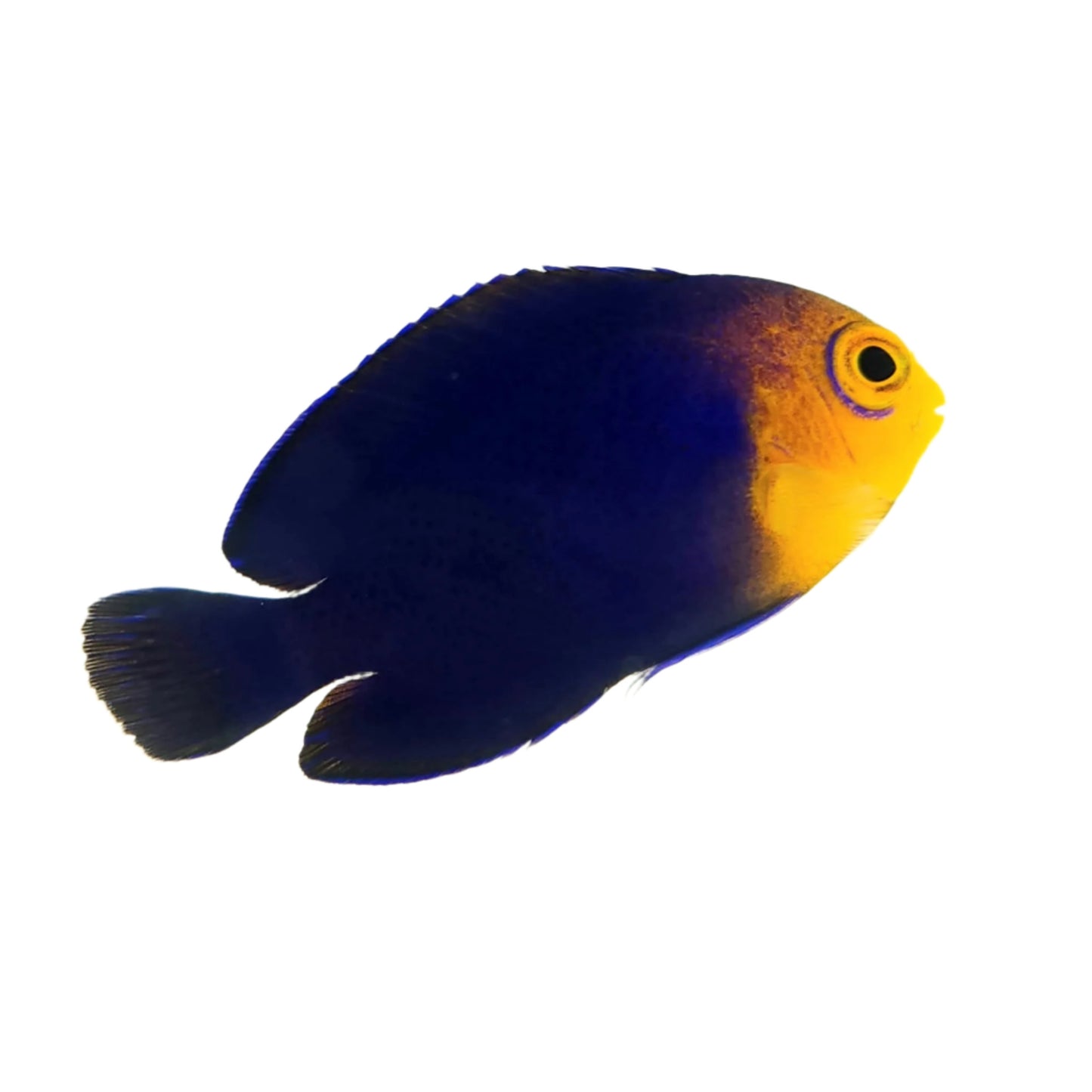 Pygmy Angelfish