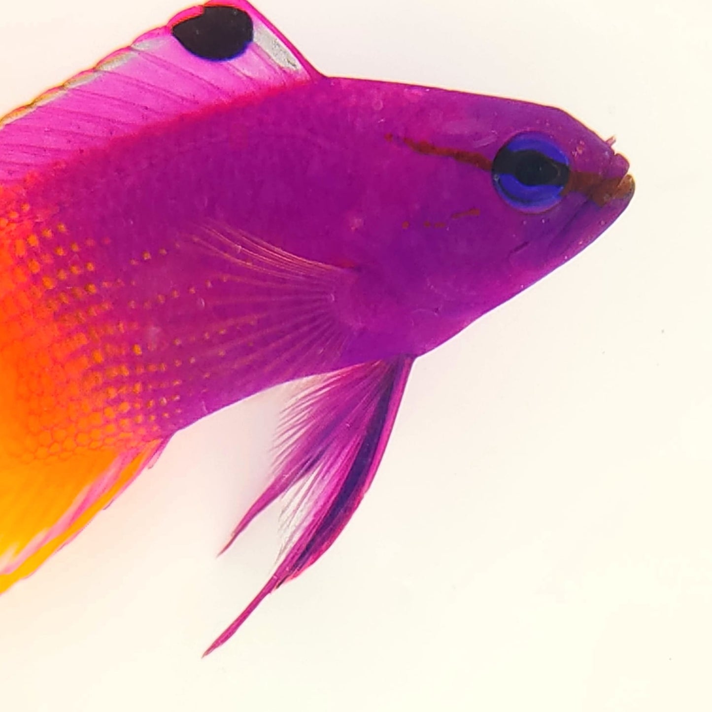 Captive Bred Royal Gramma Basslet
