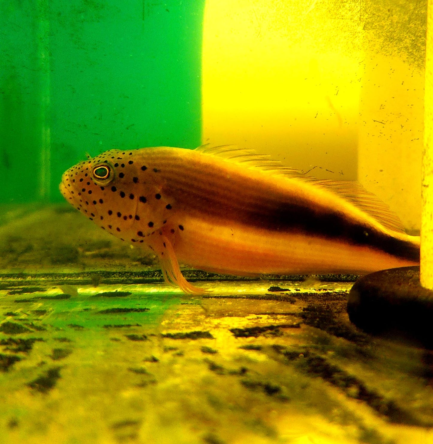 Freckled Hawkfish